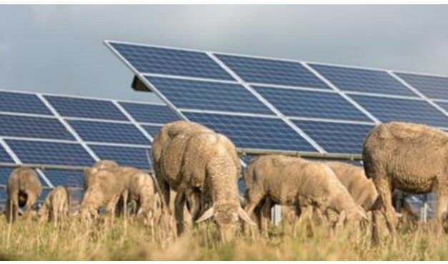 TotalEnergies acquiert cinq projets photovoltaïques en Roumanie