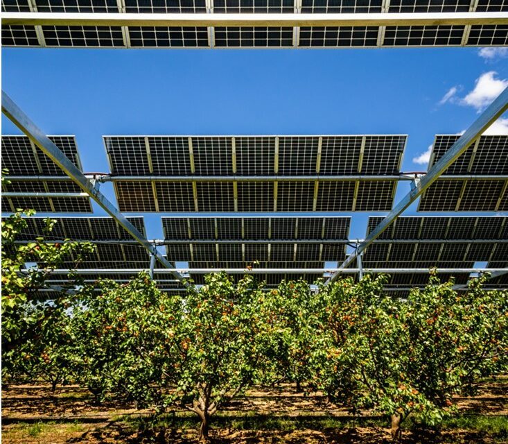 Solvéo Energies inaugure son premier dispositif expérimental agrivoltaïque sur un verger d’abricotiers dans les Pyrénées-Orientales