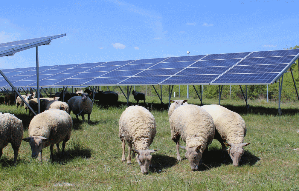 151 hectares de terrains militaires convertis en prairies photovoltaïques d’une puissance de 136 MWc