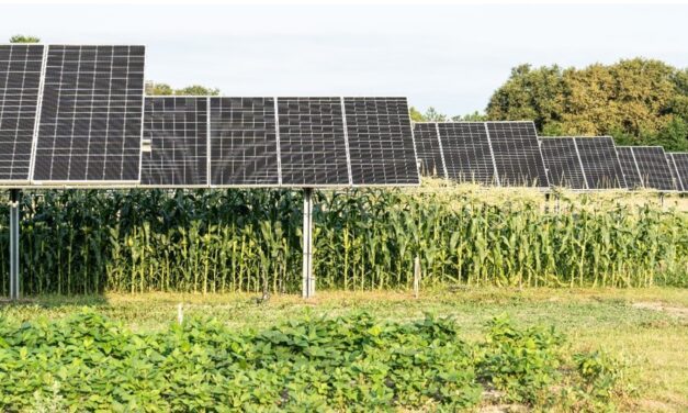 Autorisation du projet agrivoltaïque Terr’Arbouts : 46 ilots agricoles pour une puissance installée de 450 MWc