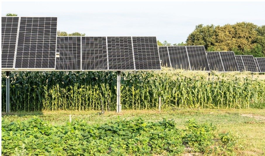 Autorisation du projet agrivoltaïque Terr’Arbouts : 46 ilots agricoles pour une puissance installée de 450 MWc