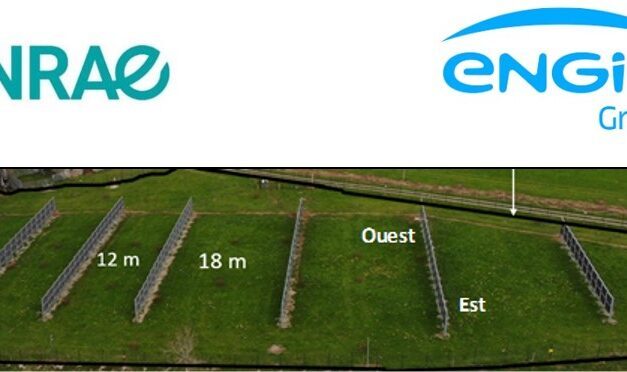 Premiers résultats de la solution agrivoltaïque Camelia installée sur le site INRAE de Laqueuille