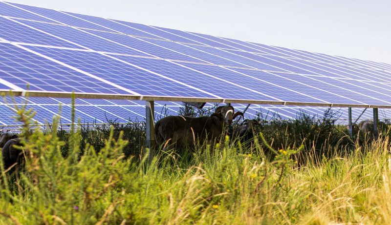 BayWa r.e. lance une campagne de financement participatif pour le projet agrivoltaïque de Bancheraud