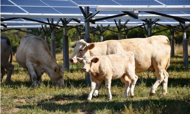 Valeco lance une expérimentation agrivoltaïque dans la Vienne