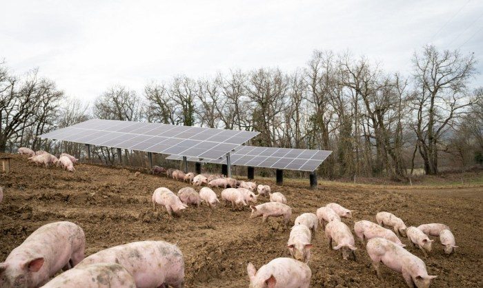 CVE installe un démonstrateur sur le site du 1er projet agrivoltaïque en production porcine